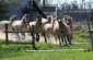 wielkopolskie, Młodzikowo, Agroturystyka - Stadnina Koni Fiord Młodzikowo wielkopolskie, Młodzikowo, Agroturystyka - Stadnina Koni Fiord Młodzikowo